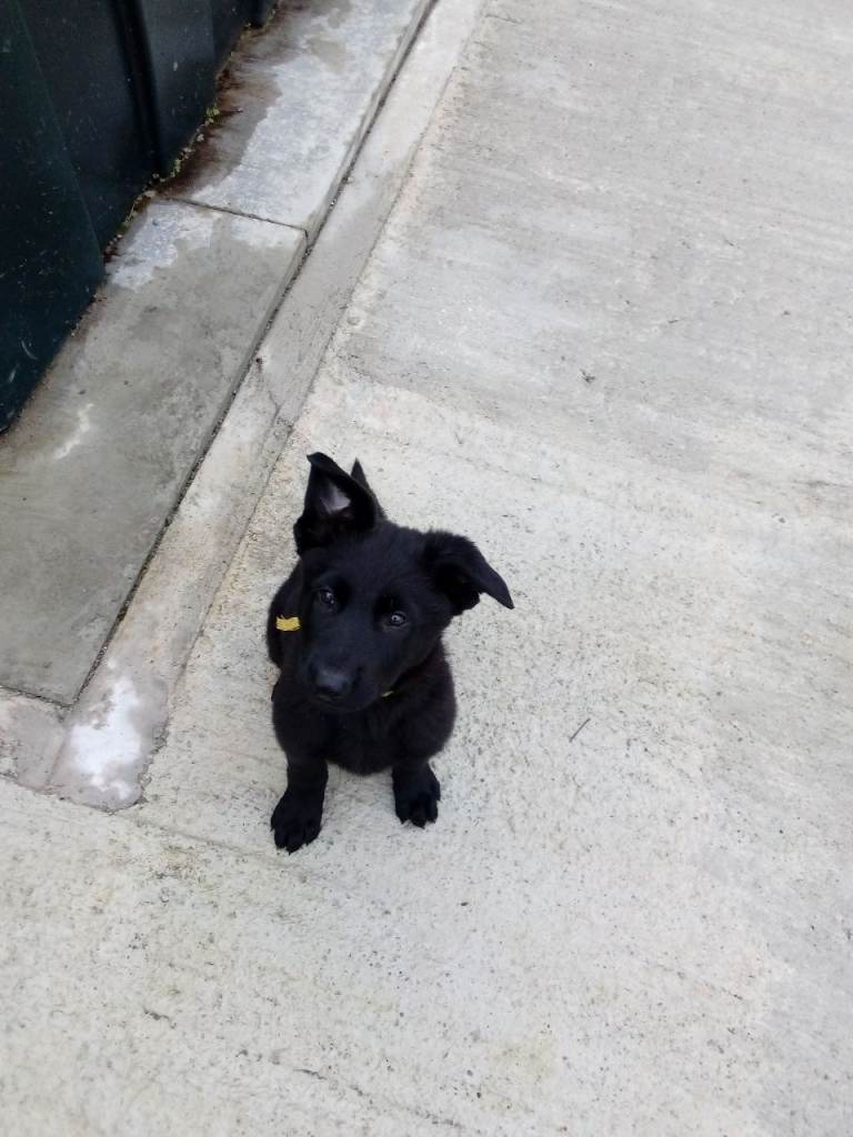 3 black Female German shepherd pups (14 weeks) ready to go! 