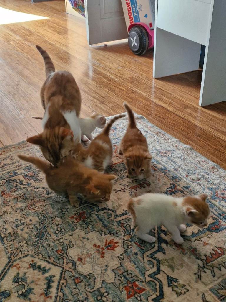 Kittens 
