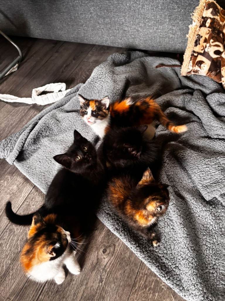 Kittens for sale