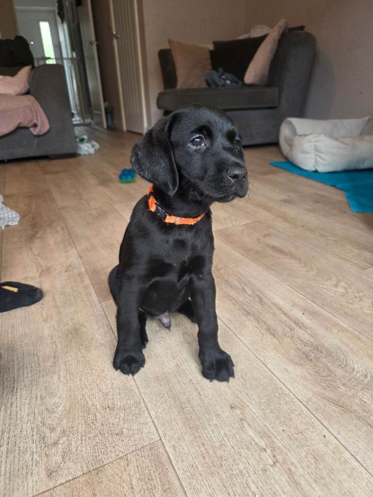 Ready to leave labrador puppies