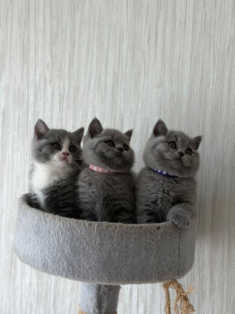 Gccf British Shorthair. 
