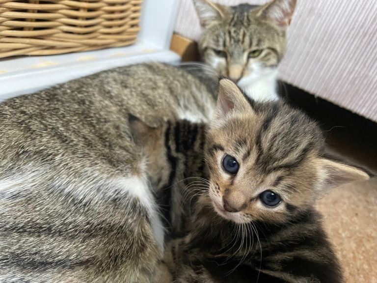 Ready to view, 4 week old Kittens 