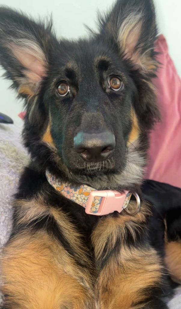 German Shepherd Pup 