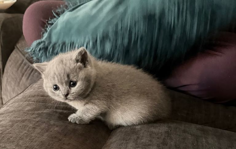 Premium British short hair lilac breed 