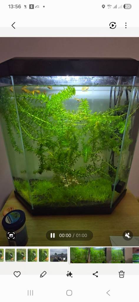 25L Fully Established Guppy Aquarium Setup – Complete Tropical Fish Tank