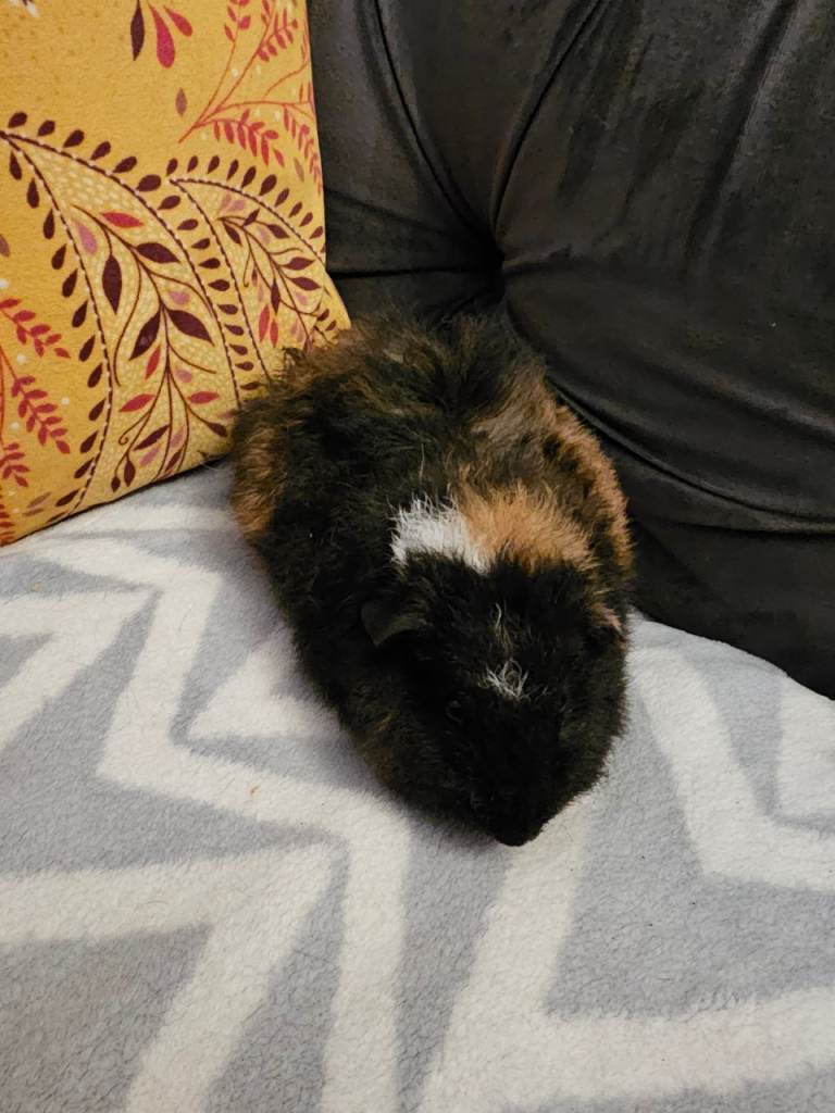 Male funky haired guinea pig 8 weeks old