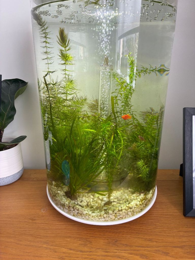 Fish tank