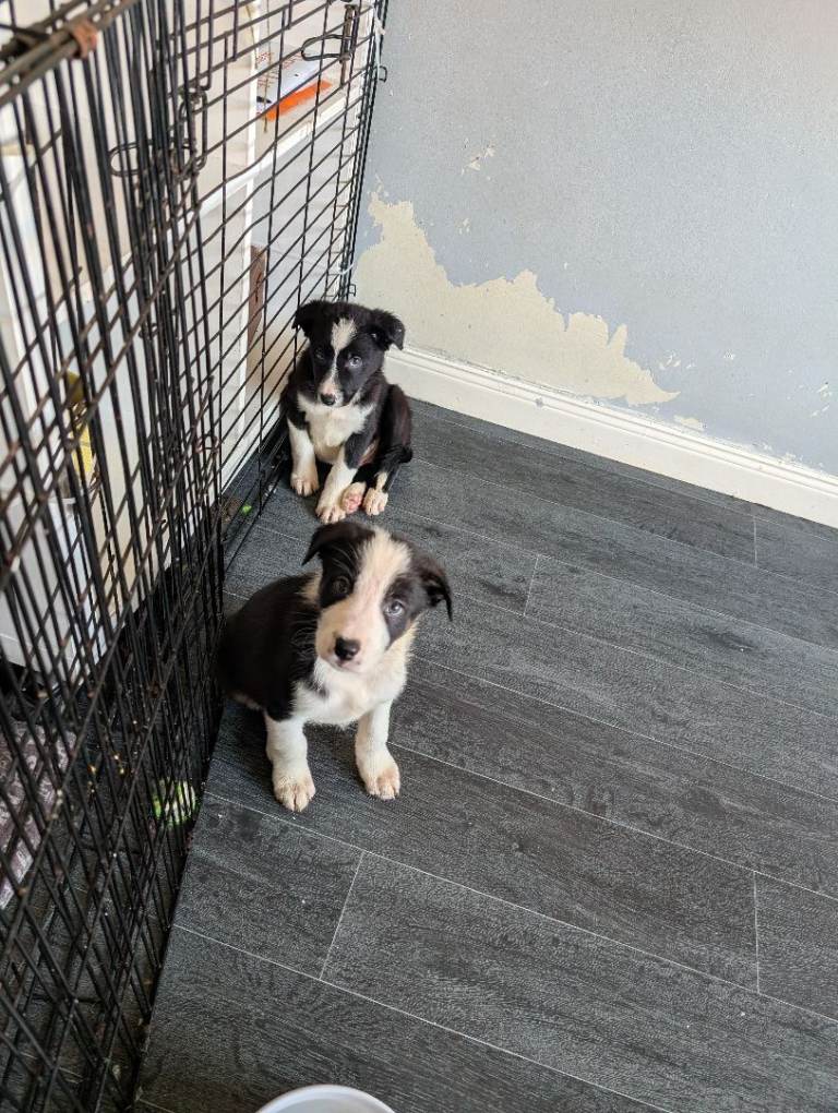 Border Collie puppies 