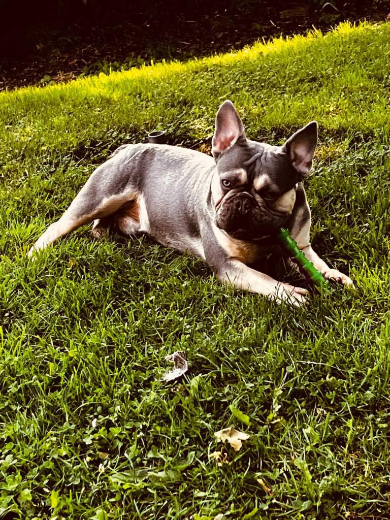 French bulldog