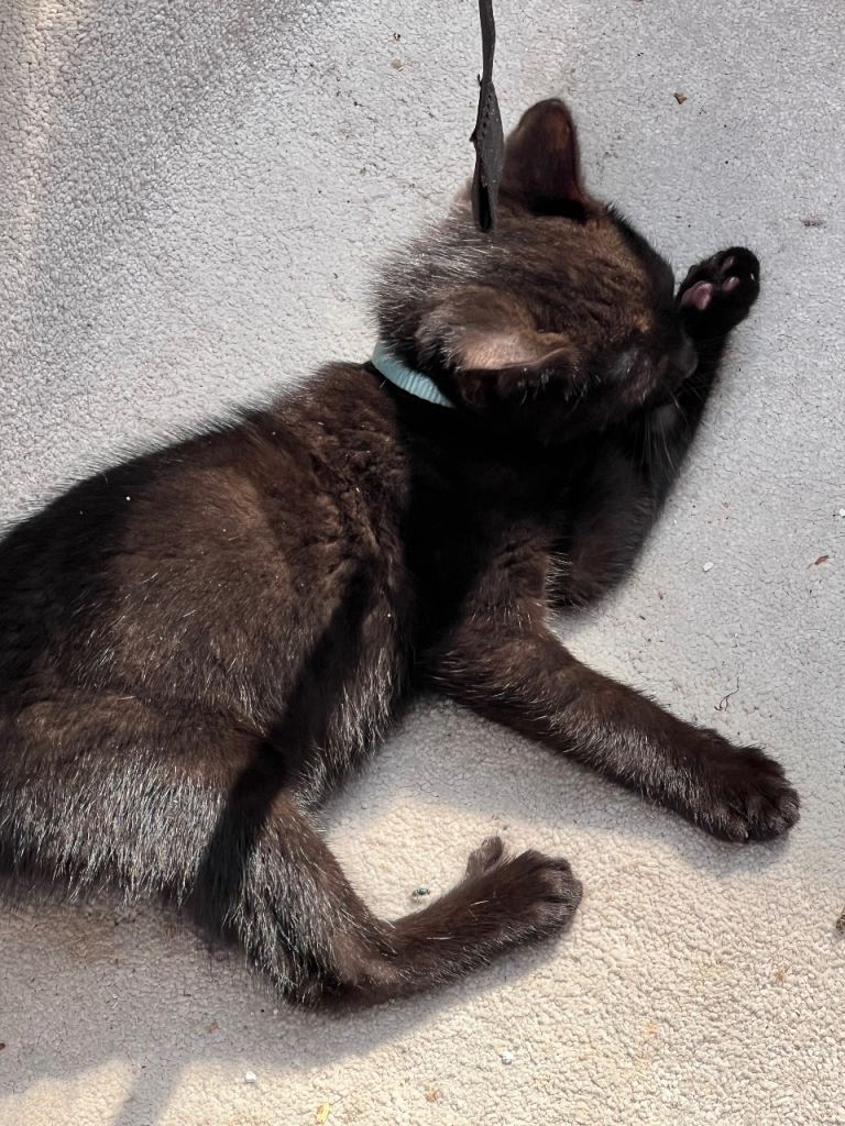 Kittens For Sale Slough