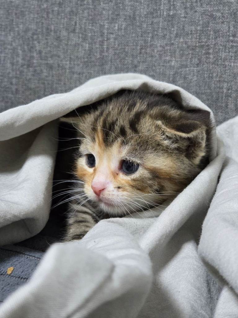 4 Adorable Kittens Ready for Their New Home 