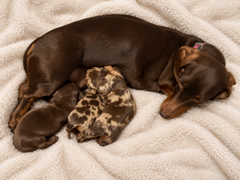 🐾🤎 KC REGISTERED MINIATURE DACHSHUND PUPPIES 🤎🐾