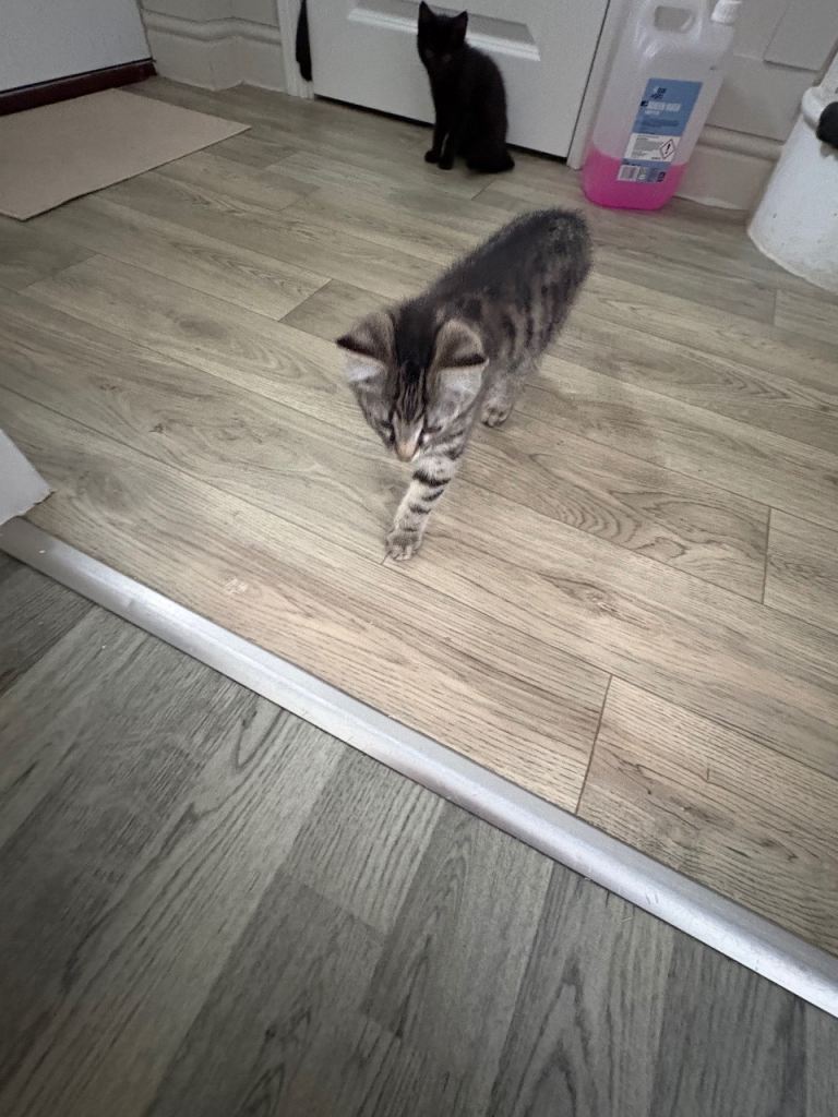 Bengal x tabby kittens 