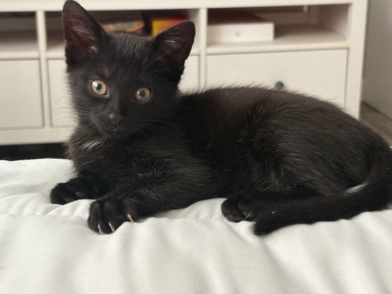 Gorgeous male kitten 