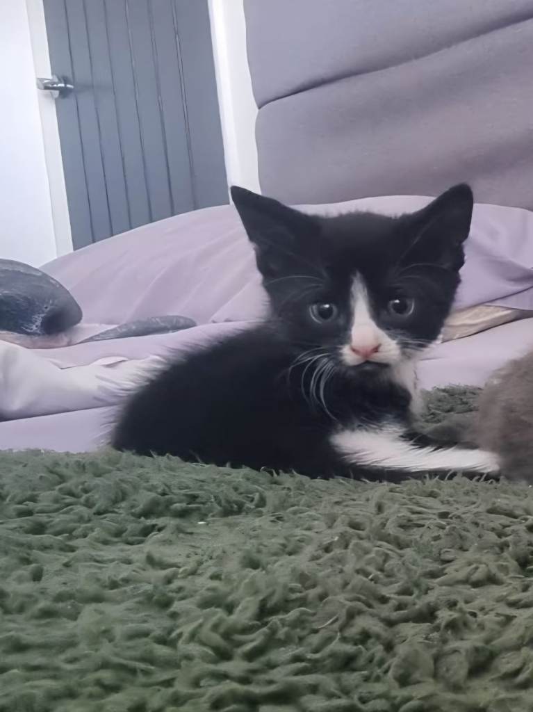 Beautiful kitten
