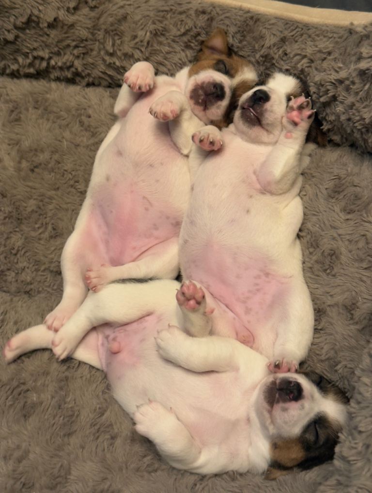 Beautiful Pure-Bred Jack Russell Terrier Puppies