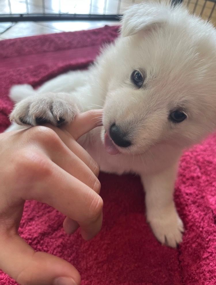 KC Reg White Swiss Shepherd Puppies