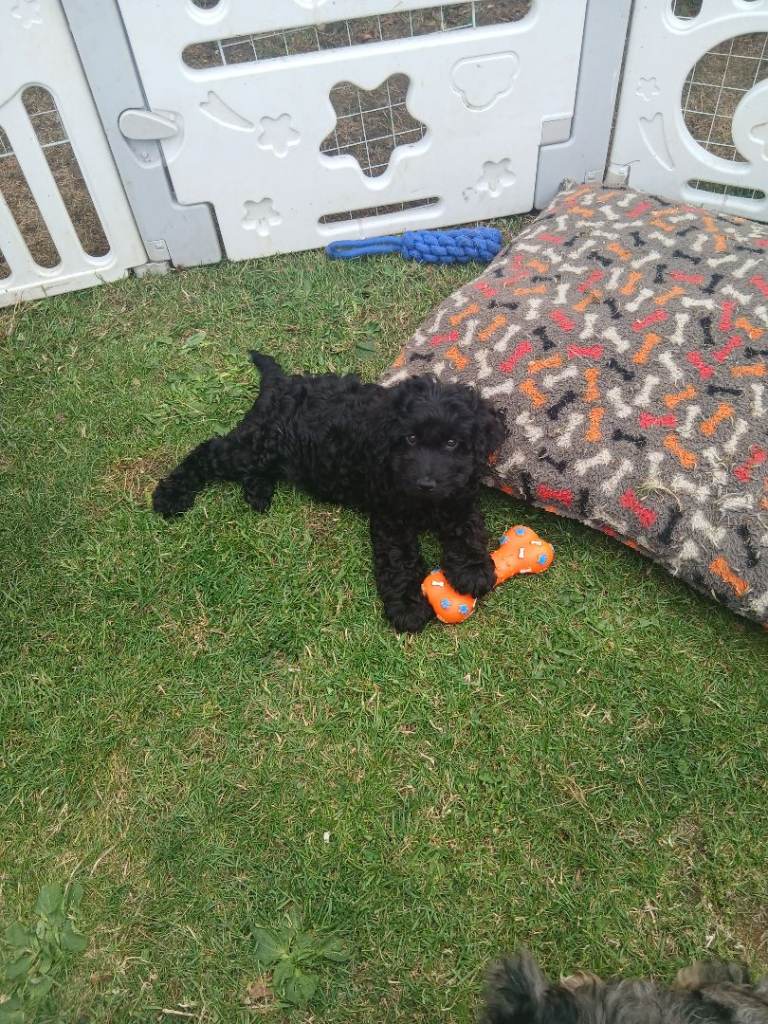 F1 cockapoo puppies