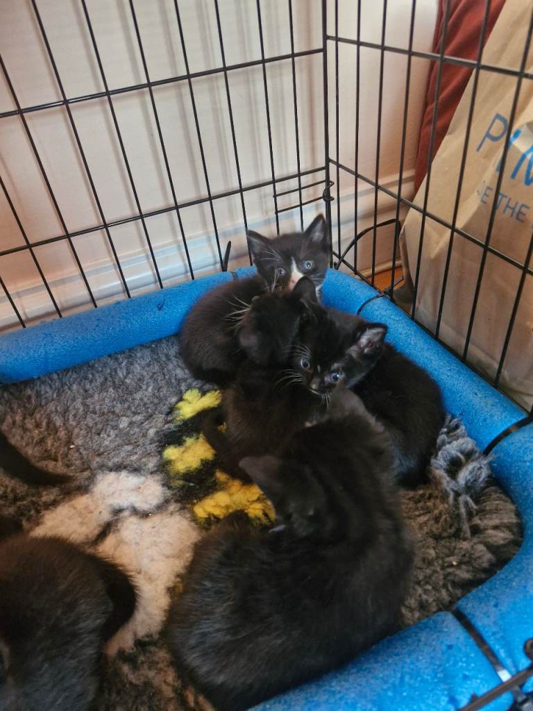 British Short Haired kittens 3 boys 3 girls