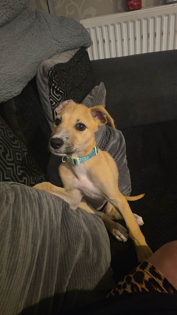 Adorable Lurcher Puppy Looking for a Loving Home