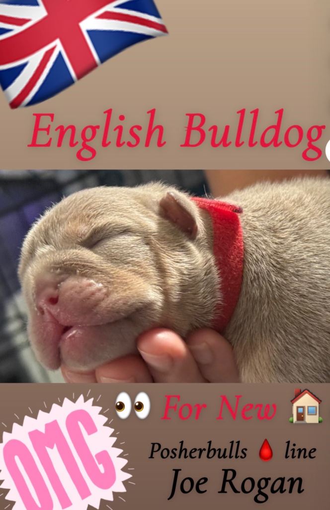 English bulldog puppies 
