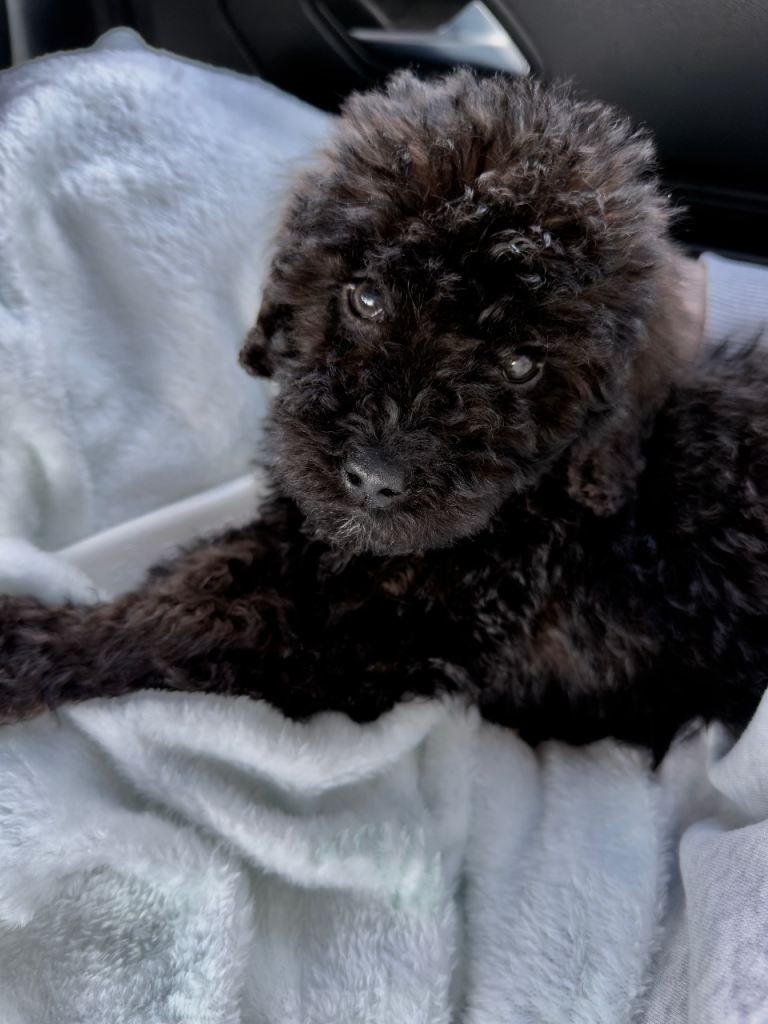 Black Cockapoo - 10 Weeks Old