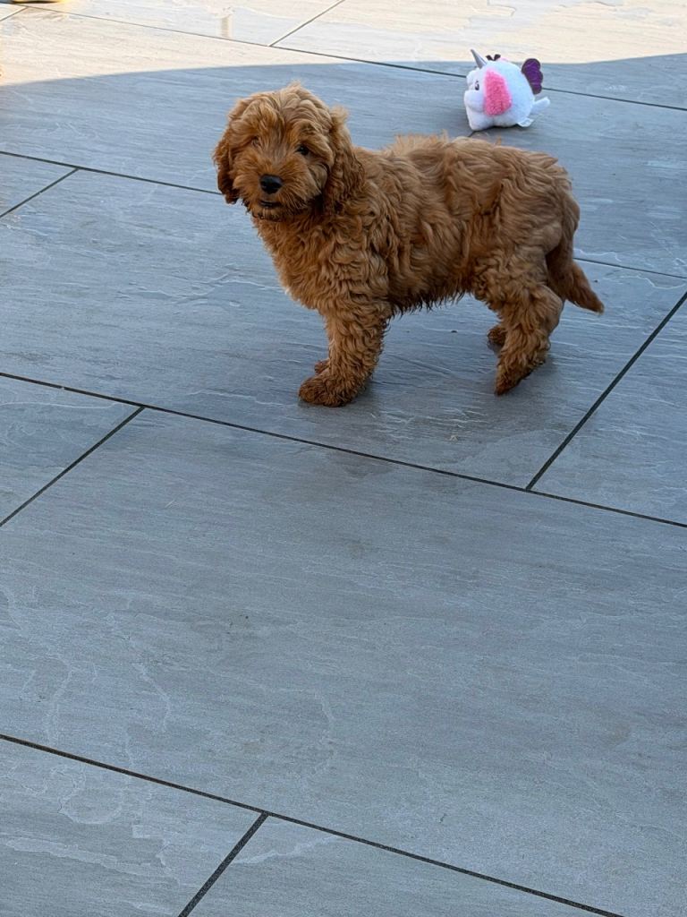 Beautiful Cockapoo Puppies 