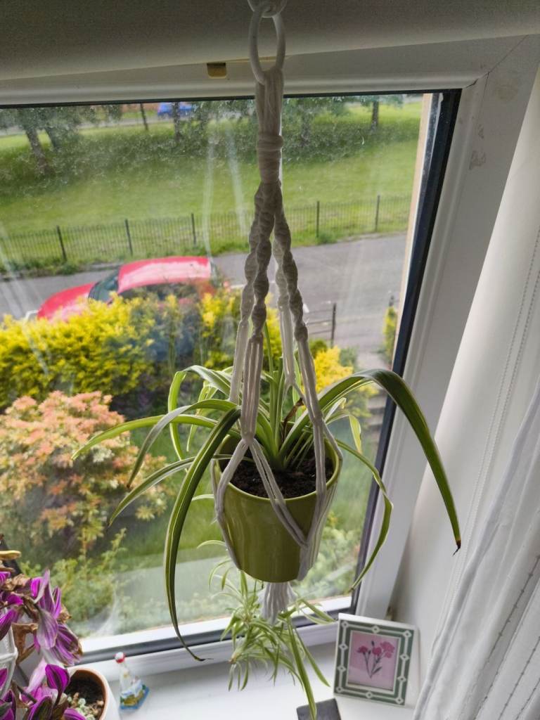 Handmade Macramé Plant Hanger + Lime Green Ceramic Pot & Spider Plant