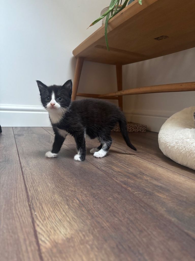 Black and white female kittens 