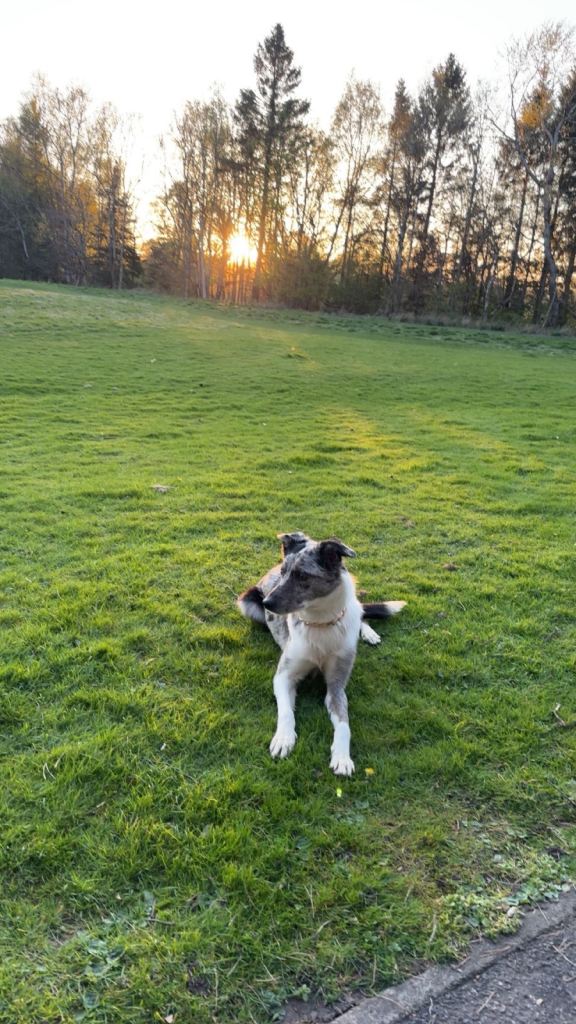 Merle border collie 