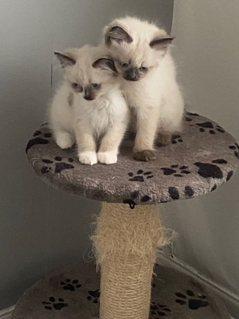 Lovely kittens 