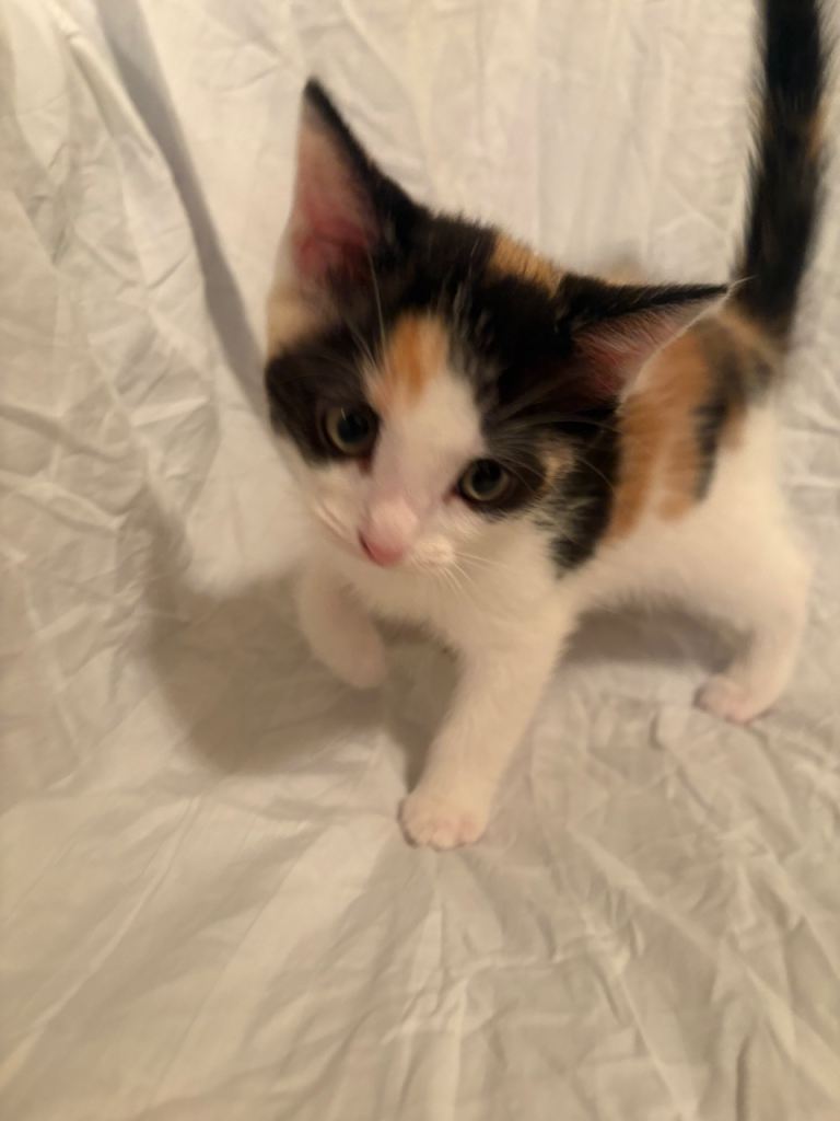 Kittens ragdoll mix