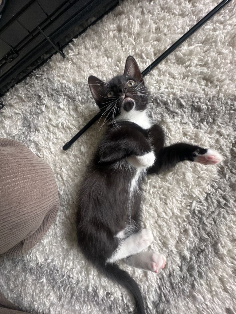 Beautiful boy 2 months old. Litter trained and very loving and playful