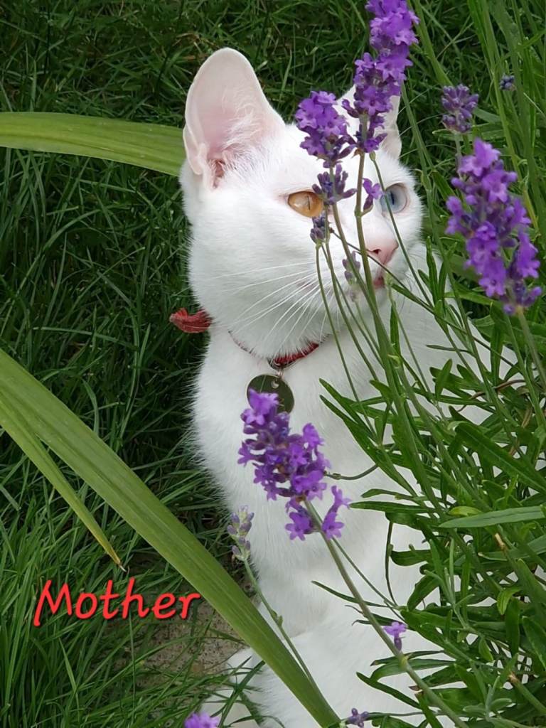 Turkish angora, mother and 2 kittens 