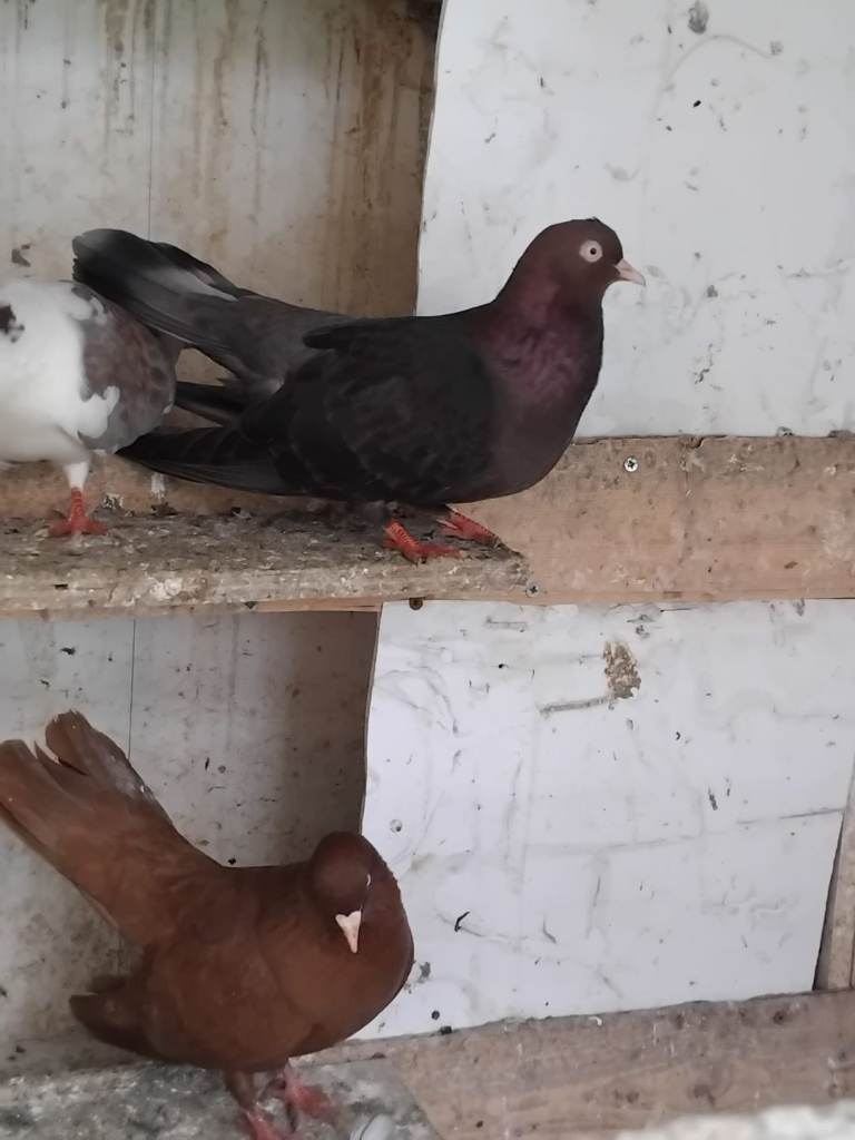 Pakistani Highflyer Pigeons