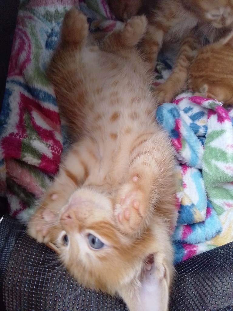 Beautiful Ginger kittens