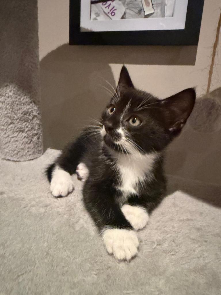 Male Kitten