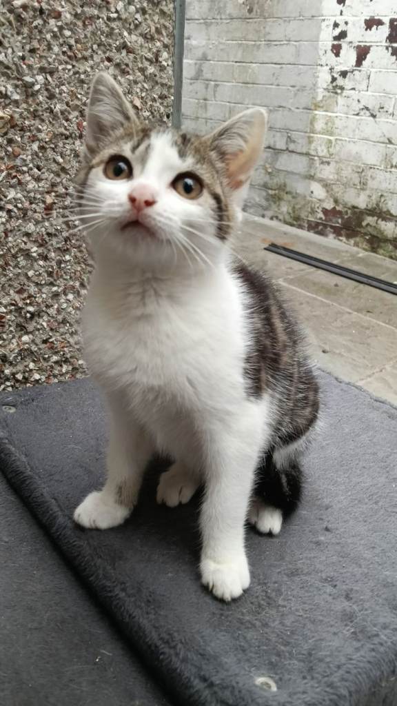 Kitten for sale