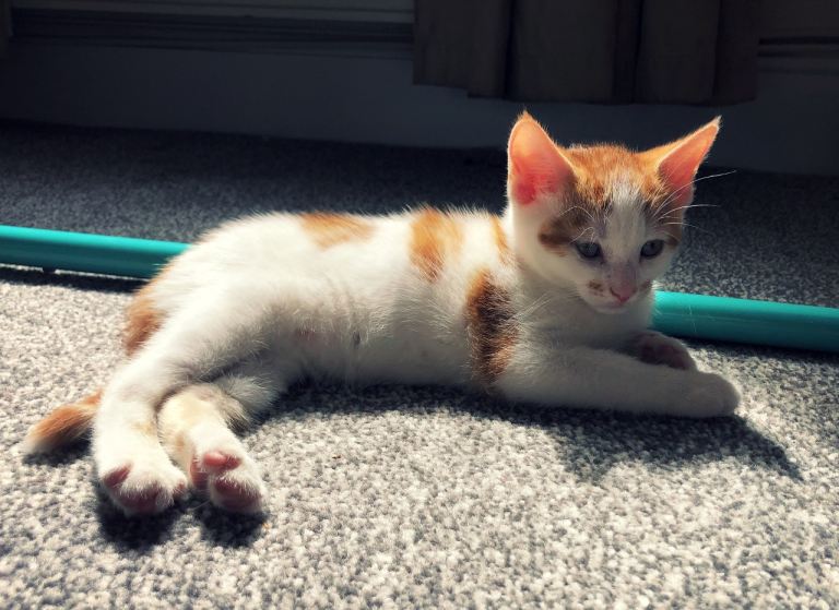 Kitten