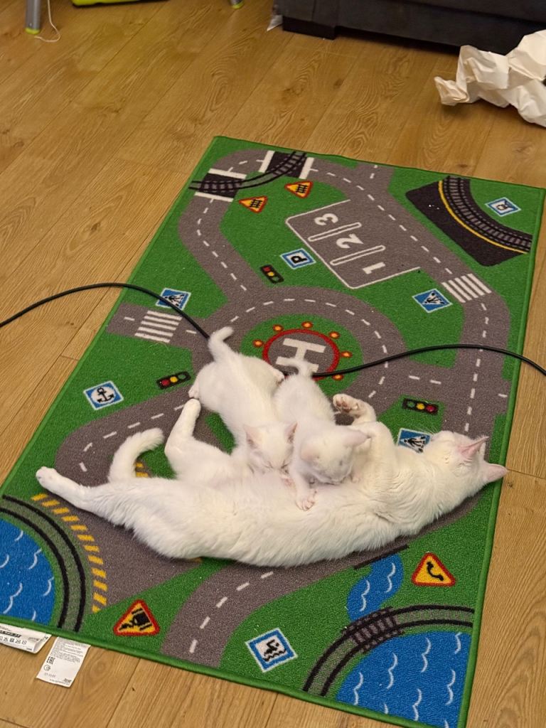 2x Pure White Turkish Angora female kittens 