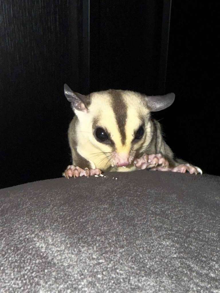 Male white faced sugar glider