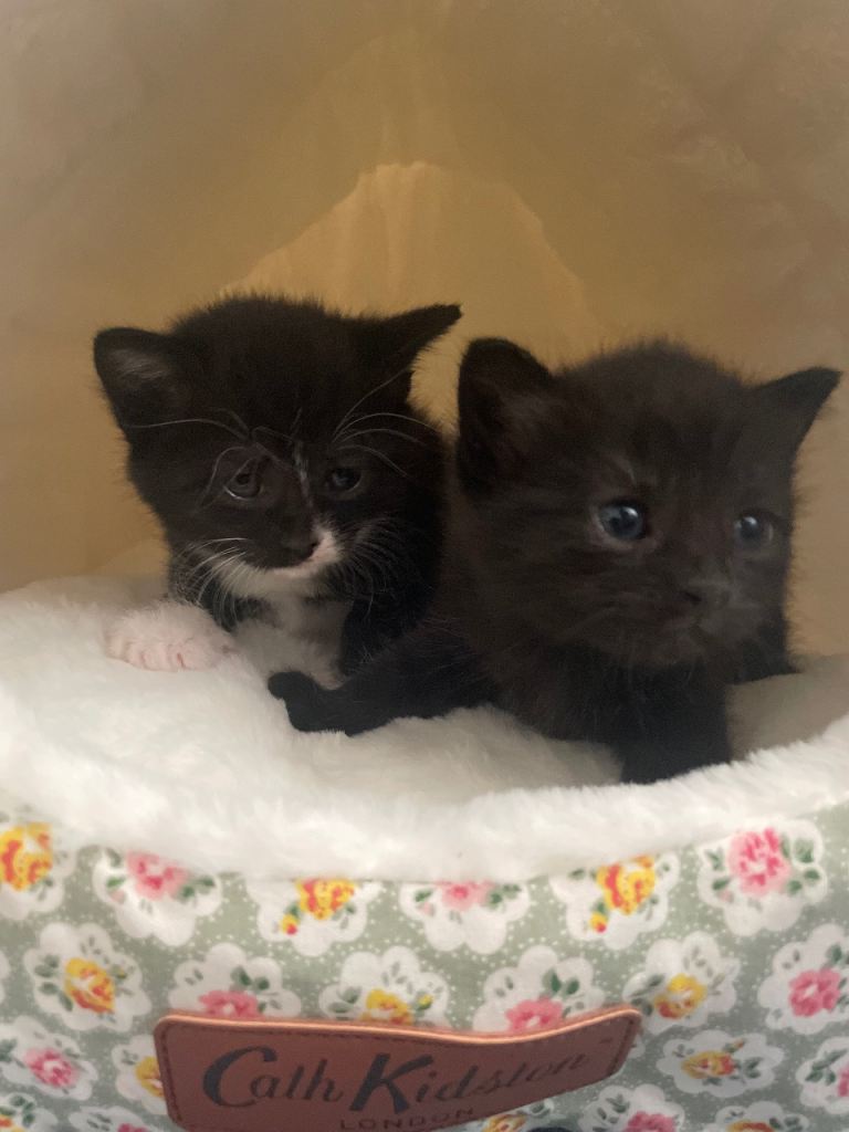 American short hair kittens 