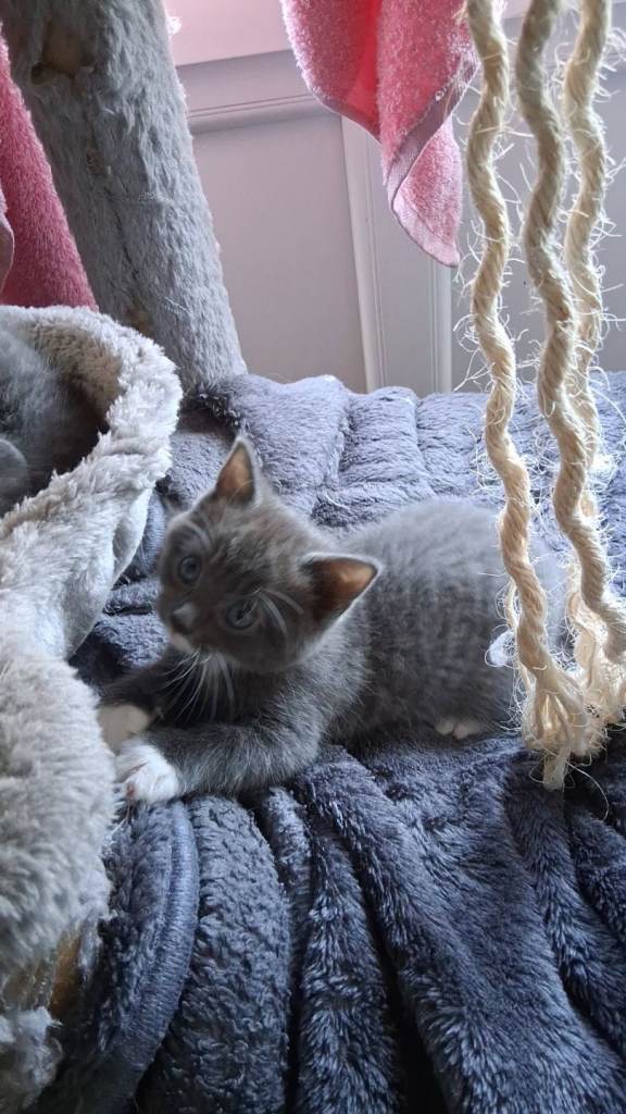 Two half russian blue kittens