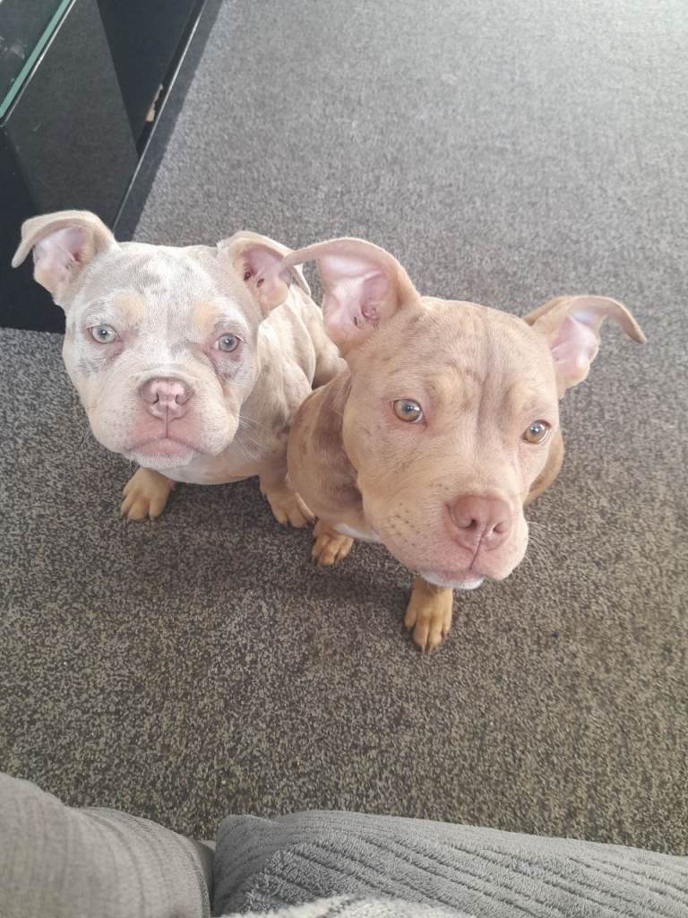 American bully