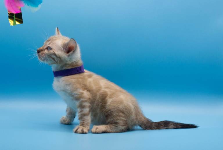 TICA Registered Bengal Kittens – Truly Magnificent