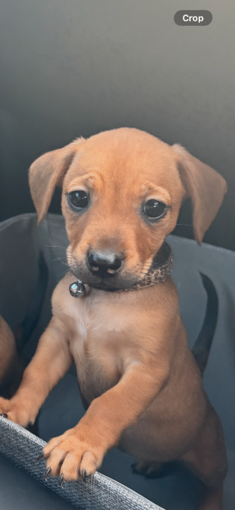Dachshund cross 