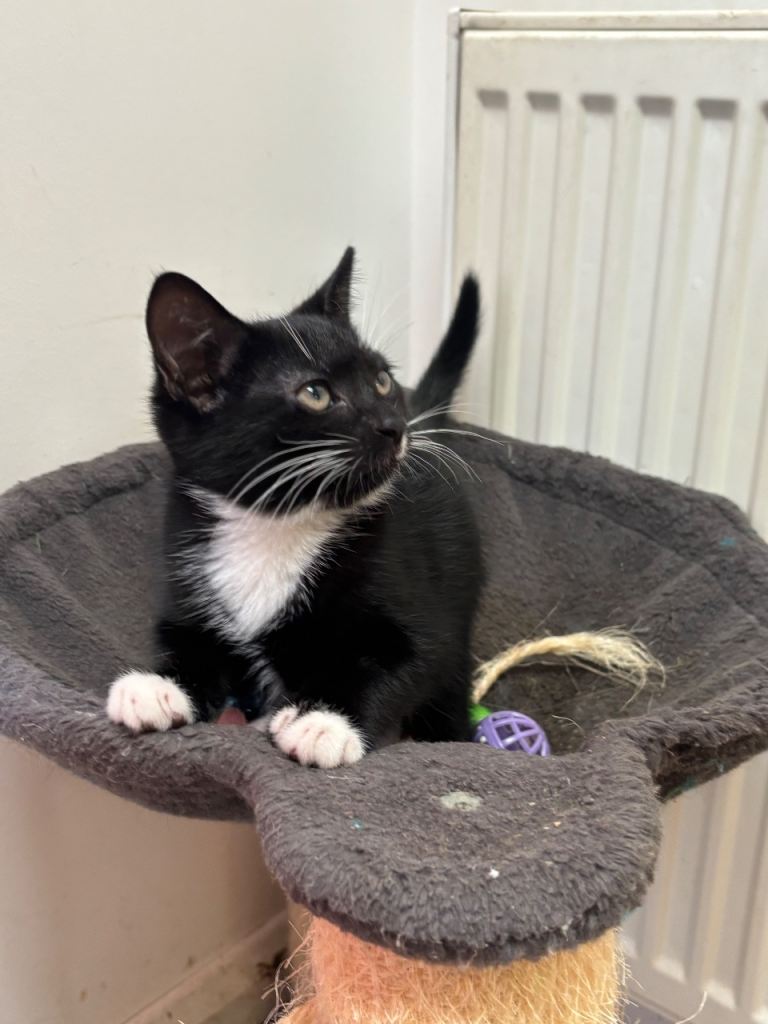 3 beautiful kittens ready to go 