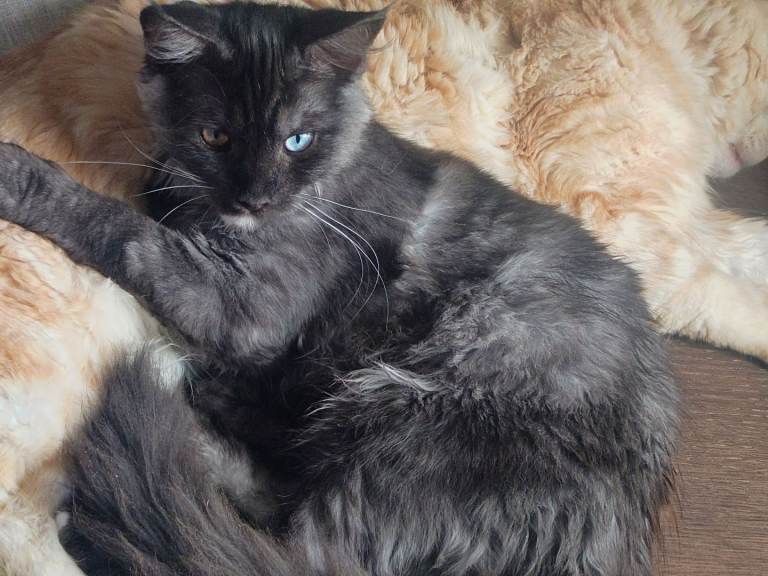 Maine Coon 4 m.o. male kitten, delivery available 