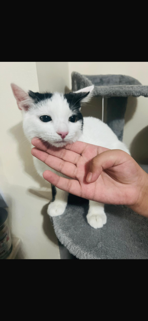 Kitten for sale