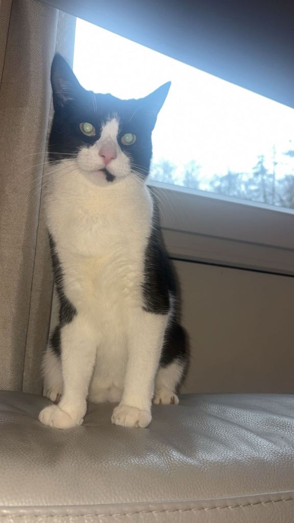 Milo 